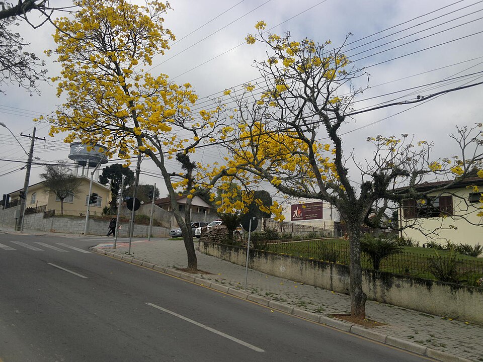 Araucária weather