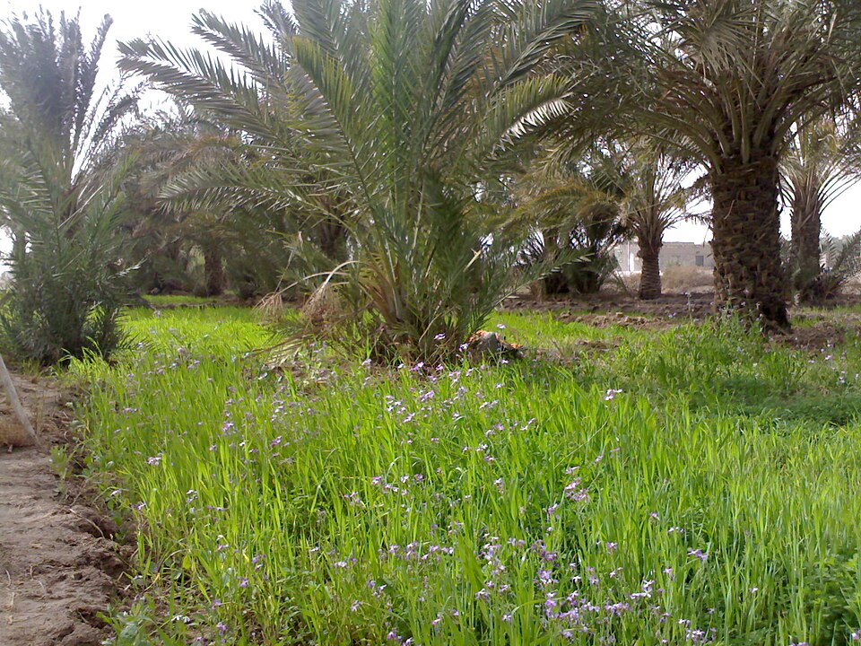 Al Qurna weather
