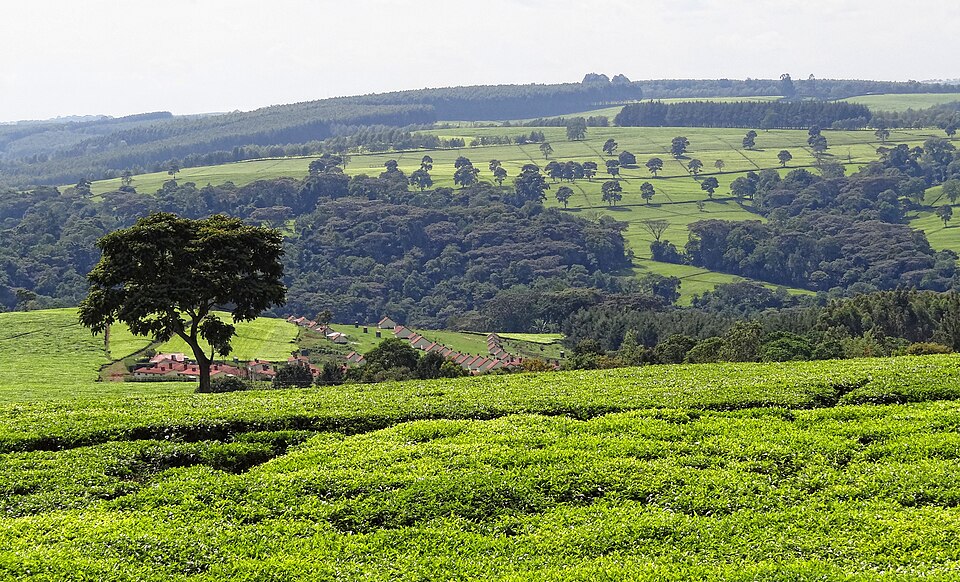 Kericho weather