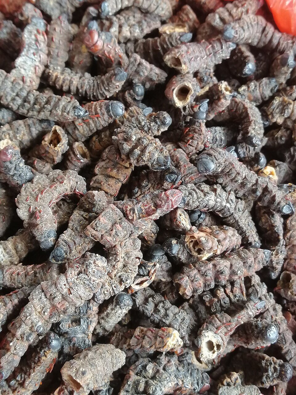 Chenilles séchées - Traditional Gabon dish