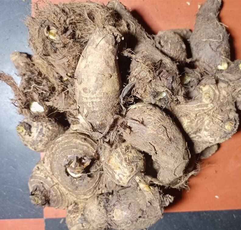 cocoyam - Traditional Nigeria dish