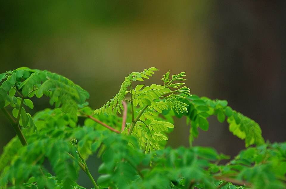 Moringa smoothie