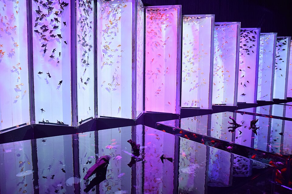 Art Aquarium Museum GINZA