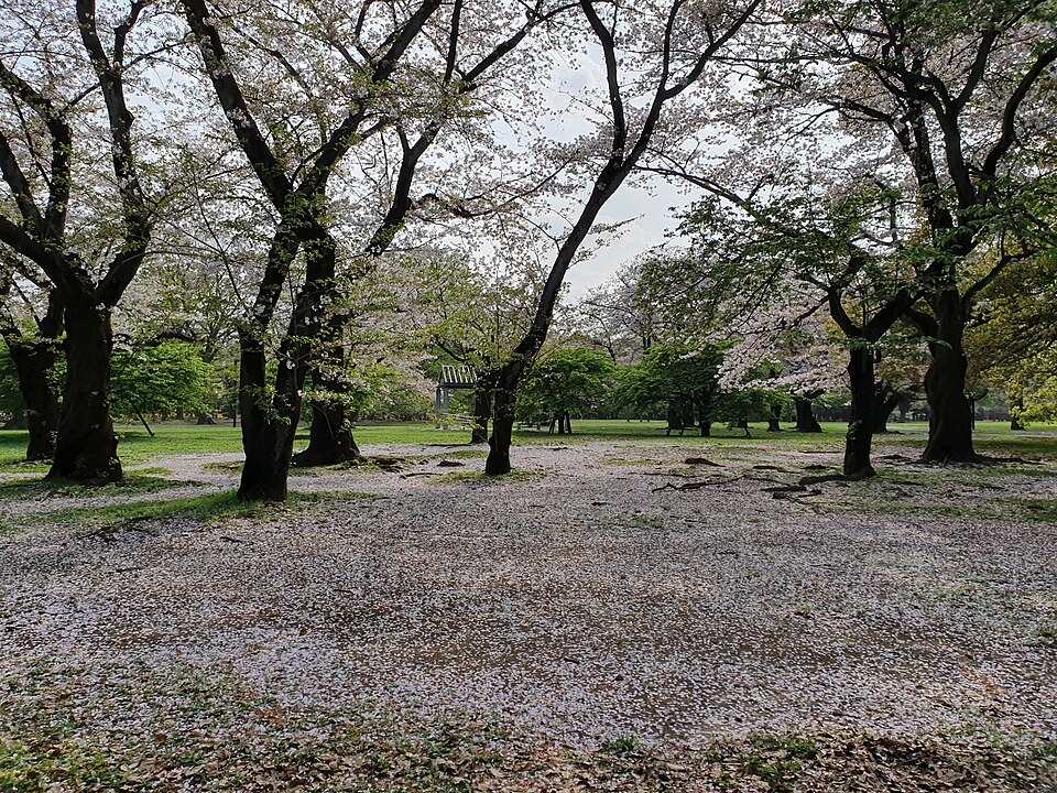 代々木公園