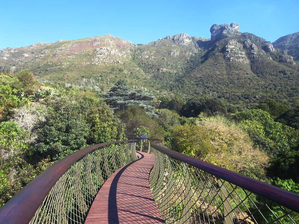 Tree Canopy Walkway