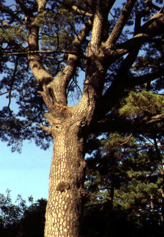 좌수영성지 곰솔