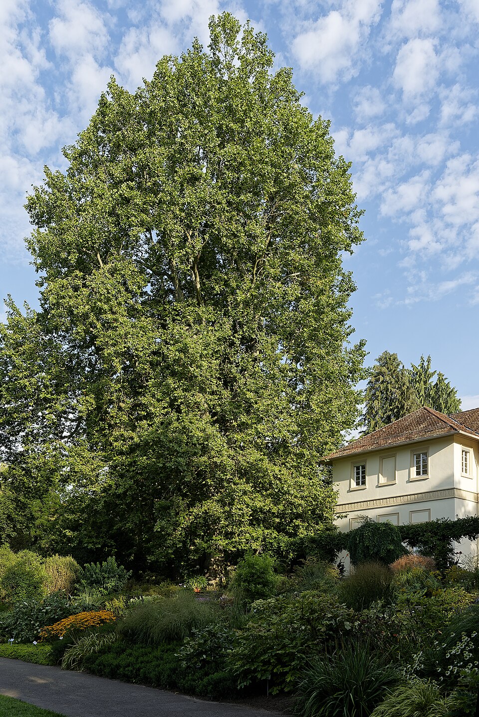 Platane am Spielhaus