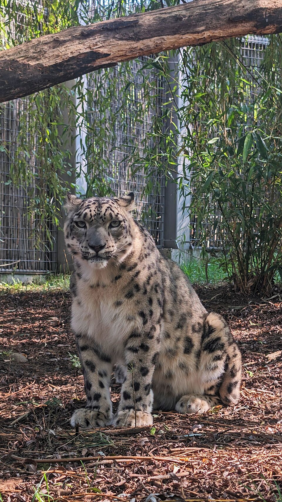 Снежен леопард