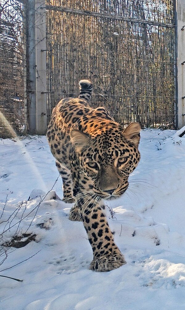 Персийски леопард