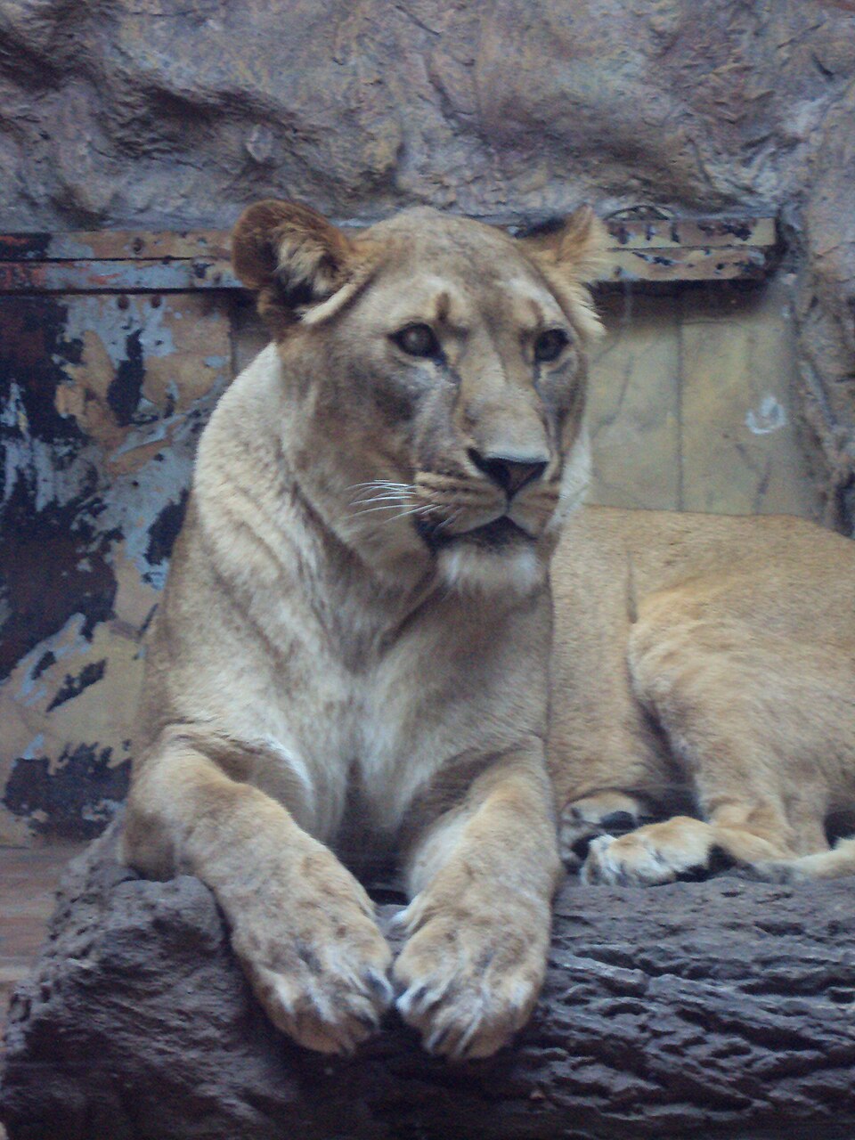 Африкански лъв