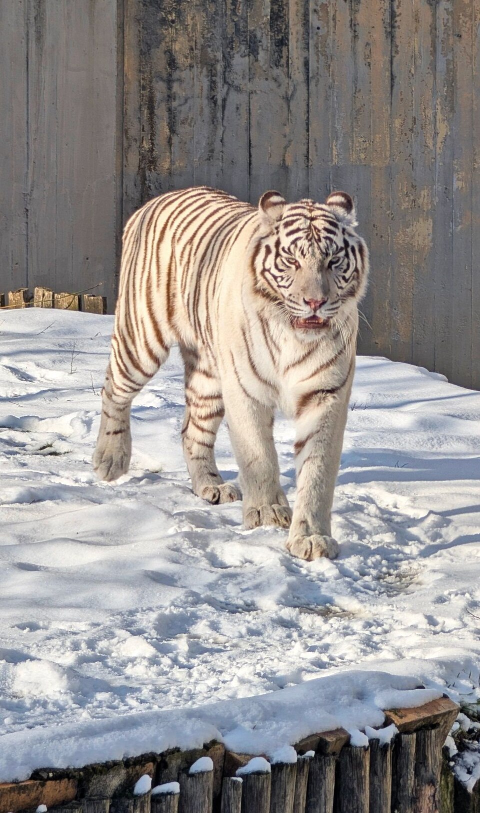 Бенгалски тигър