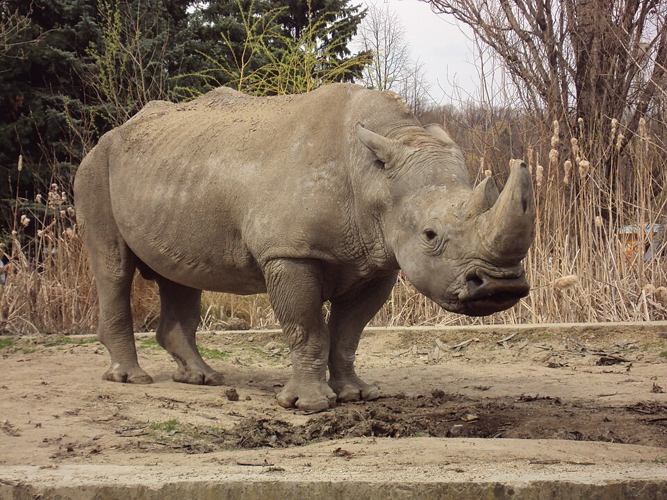Бял носорог