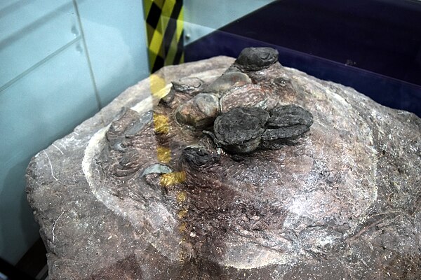 화성 고정리 공룡알화석 산지