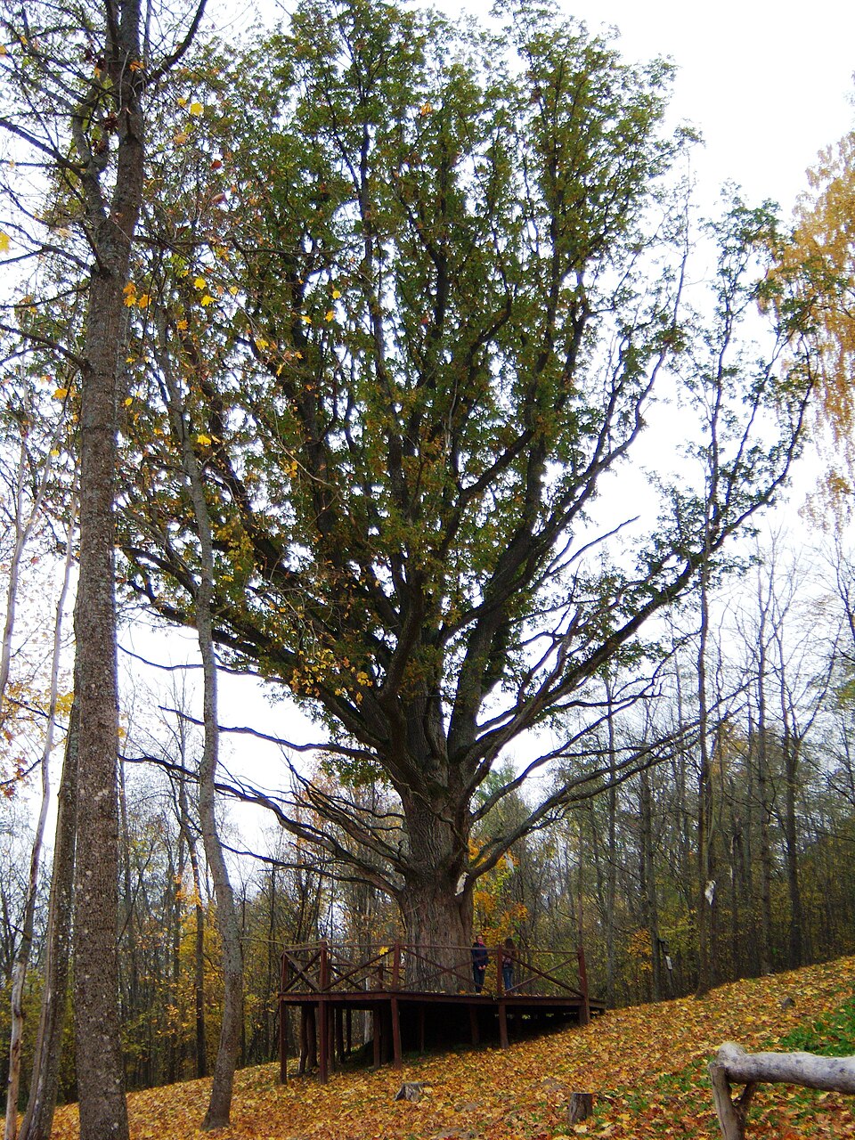 Žažumbrio ąžuolas