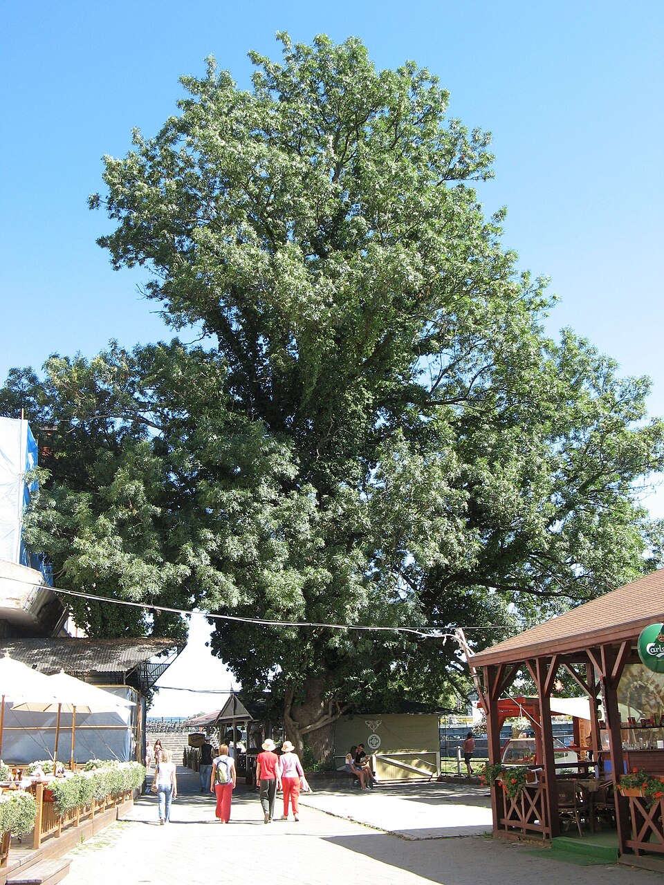 Ясен Масарика