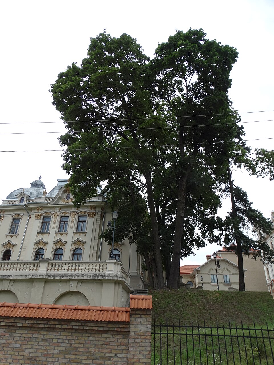 Aštuonių klevų ratas Vileišių sodyboje