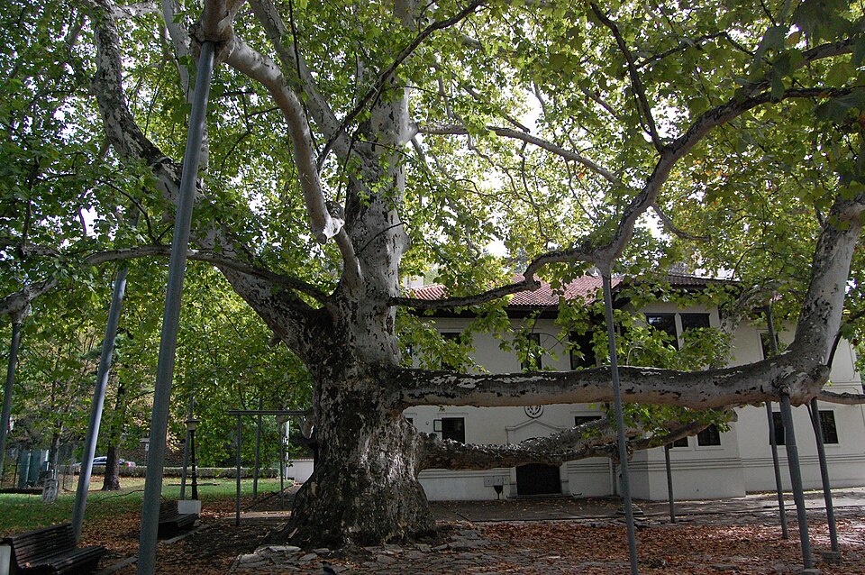 Споменик природе Платан код Милошевог конака