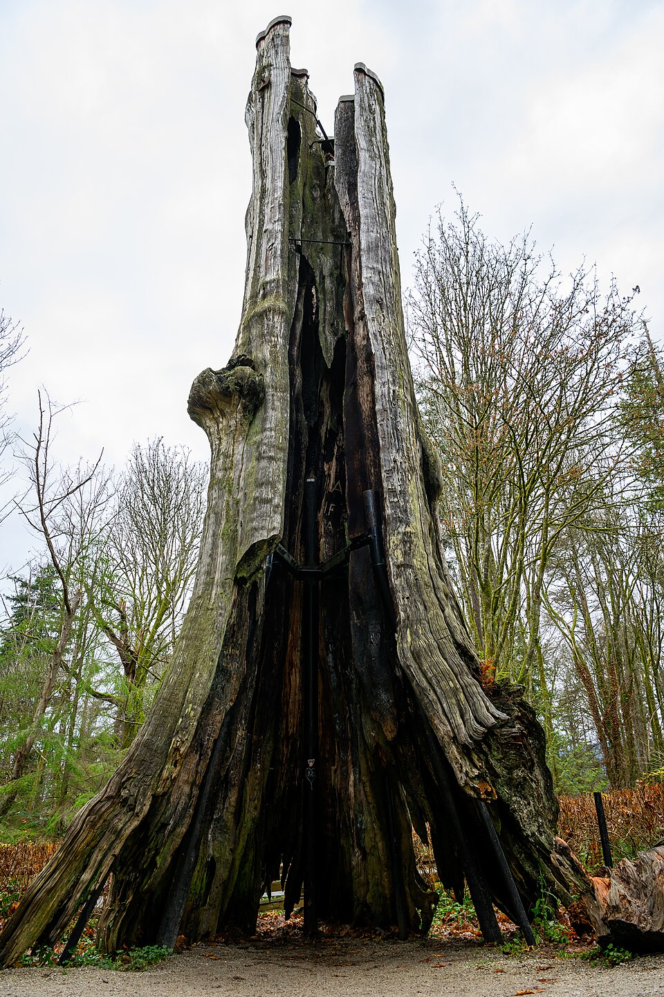 Hollow Tree