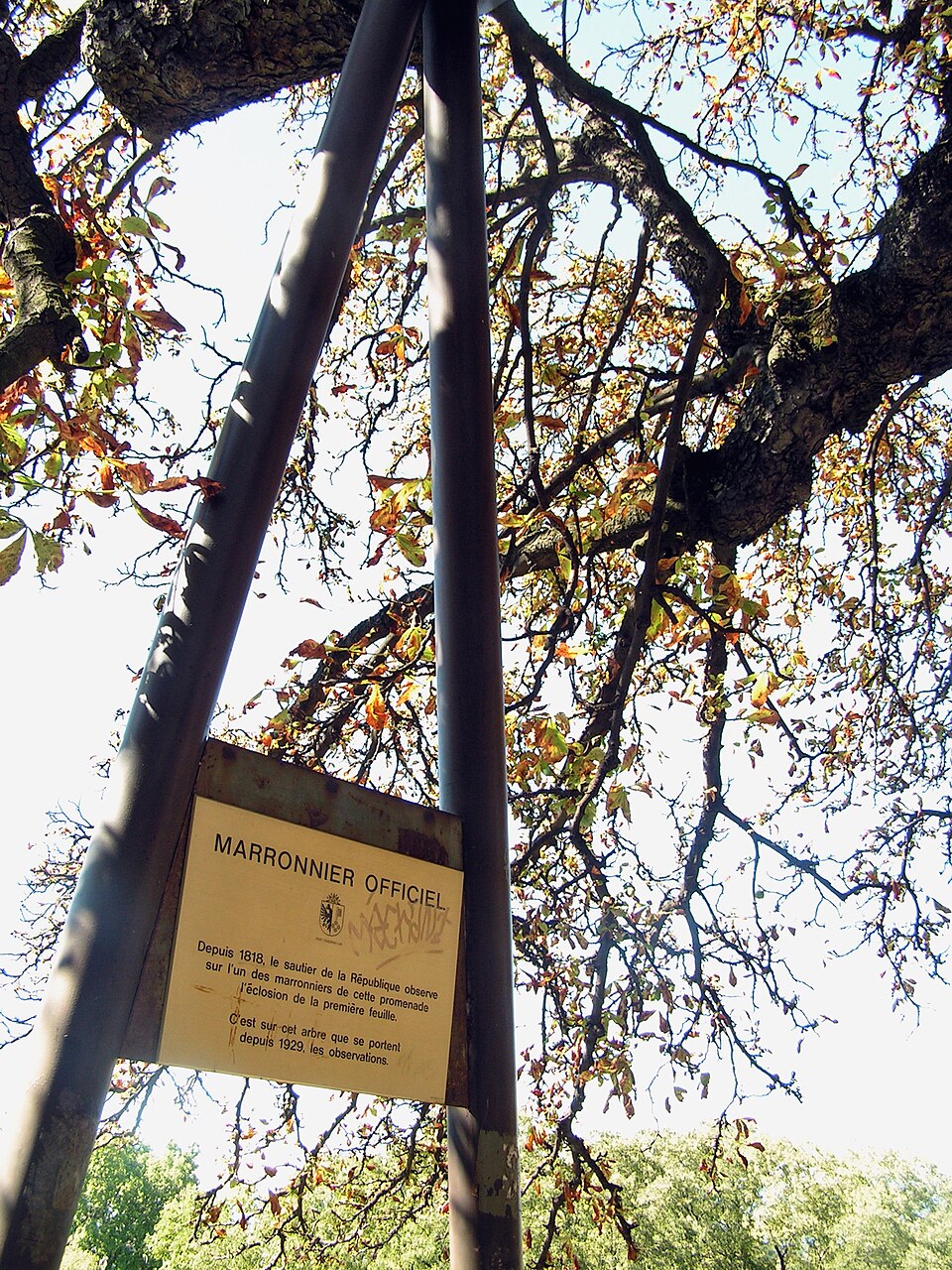 Marronnier Officiel