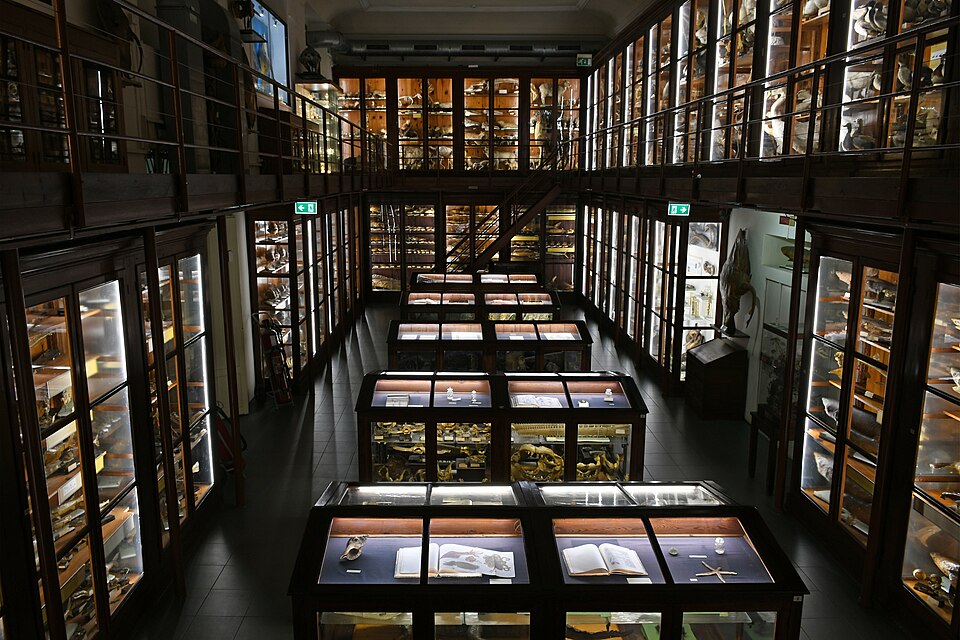 Museo di Zoologia Doderlein