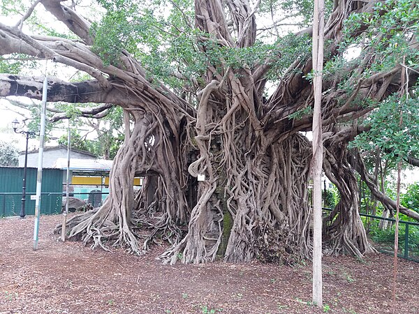 錦田樹屋 Kam Tin Tree House