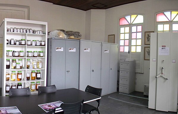 Herbário Profª Drª Marlene Freitas da Silva (MFS)