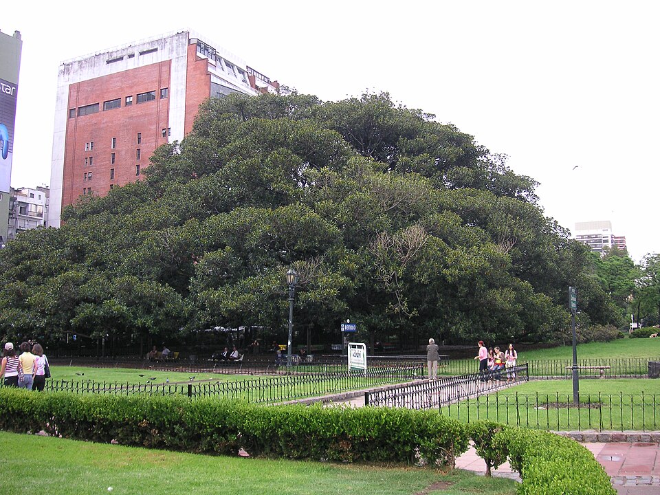 Gomero de la Recoleta