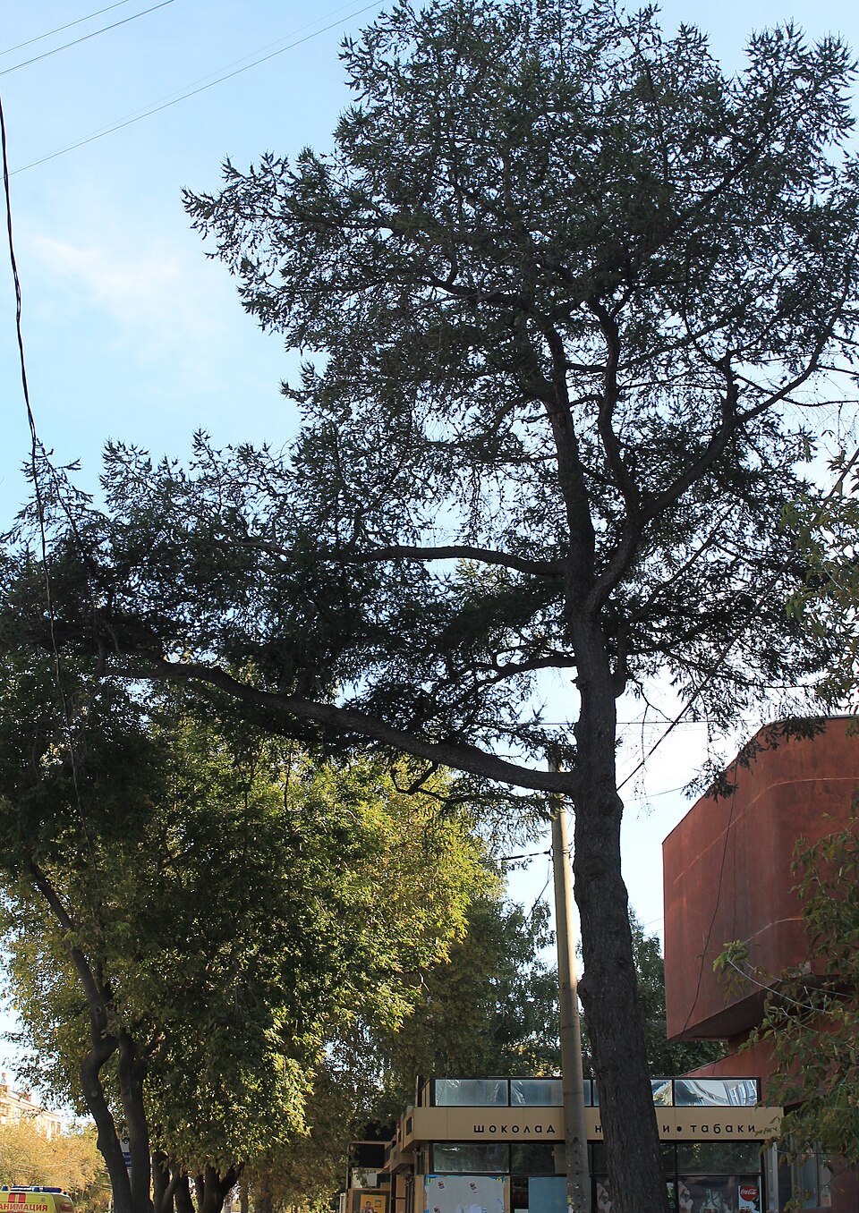 Двухсотлетняя лиственница