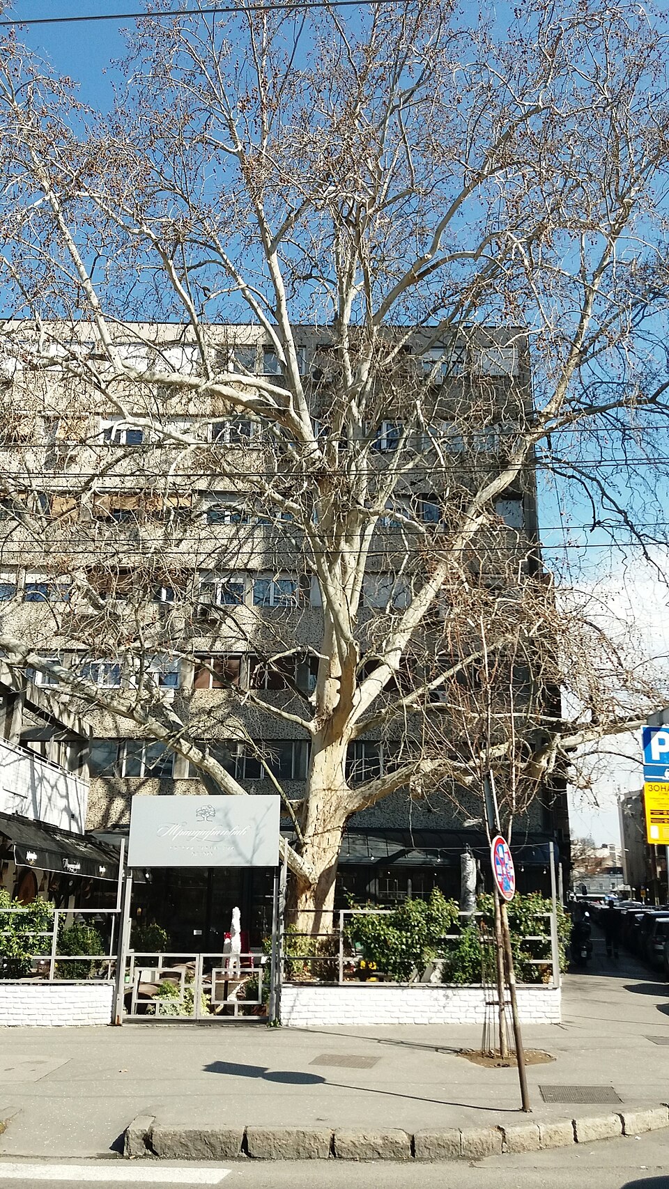 Платан на Врачару